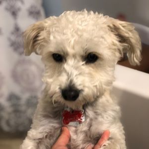 Meet your Posher, Sam